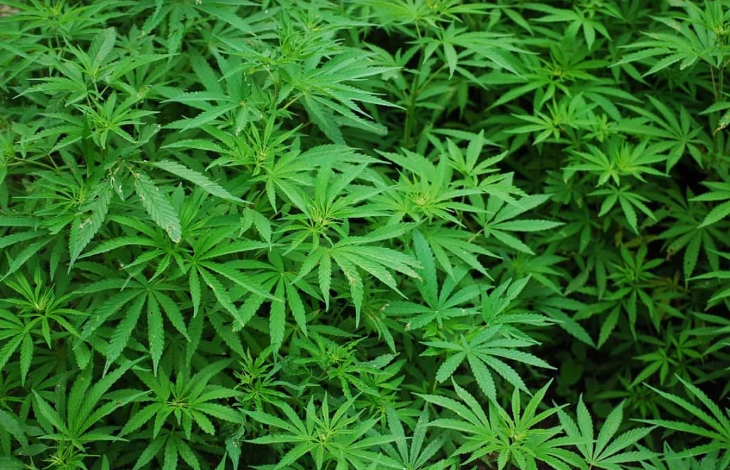 Here is what you need to know to grow a cannabis