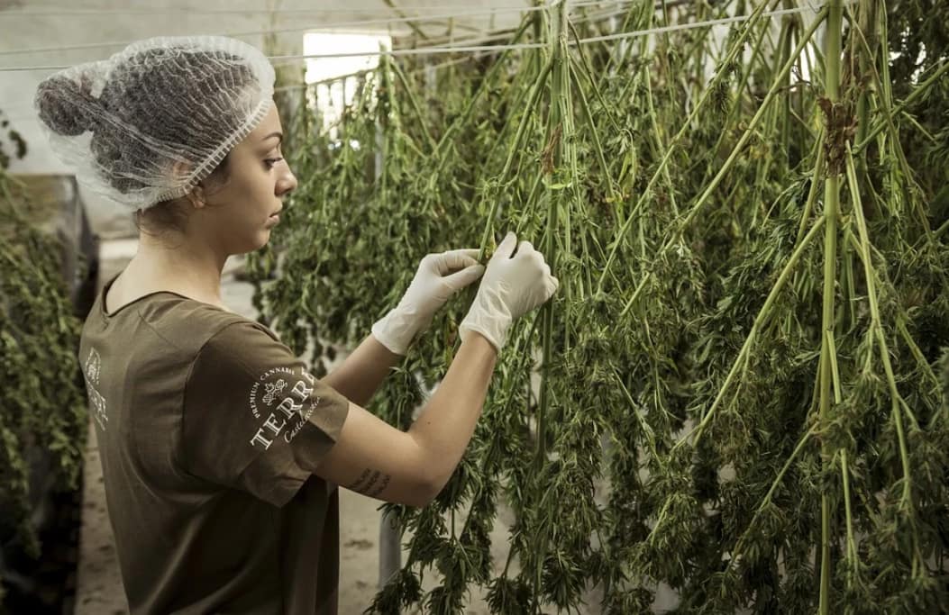 Growing cannabis needs extra care